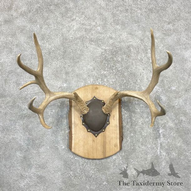 Mule Deer Taxidermy European Antler Plaque #24553 For Sale @ The Taxidermy Store