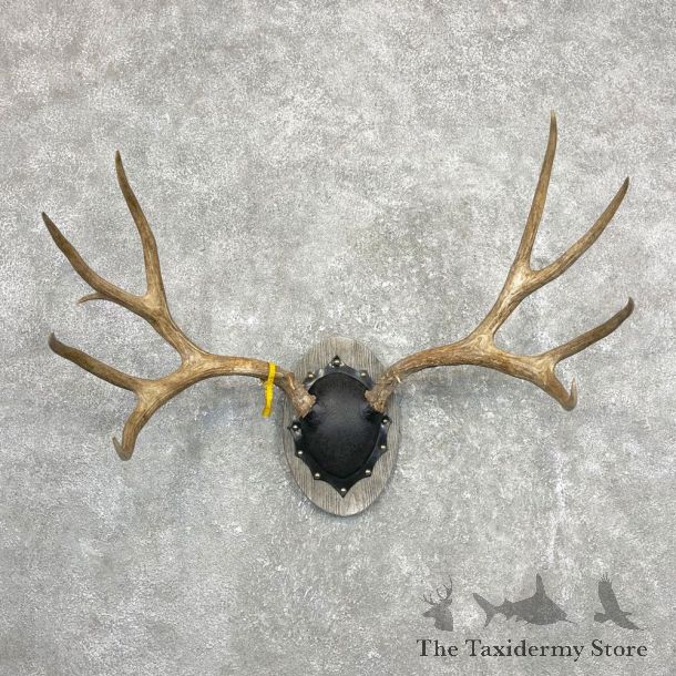 Mule Deer Taxidermy European Antler Plaque #24554 For Sale @ The Taxidermy Store