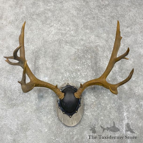 Mule Deer Taxidermy European Antler Plaque #24555 For Sale @ The Taxidermy Store
