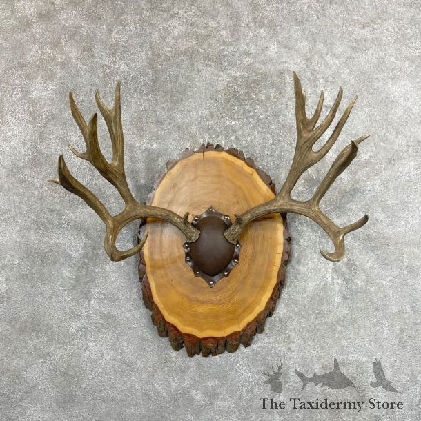 Mule Deer Taxidermy European Antler Plaque #24573 For Sale @ The Taxidermy Store