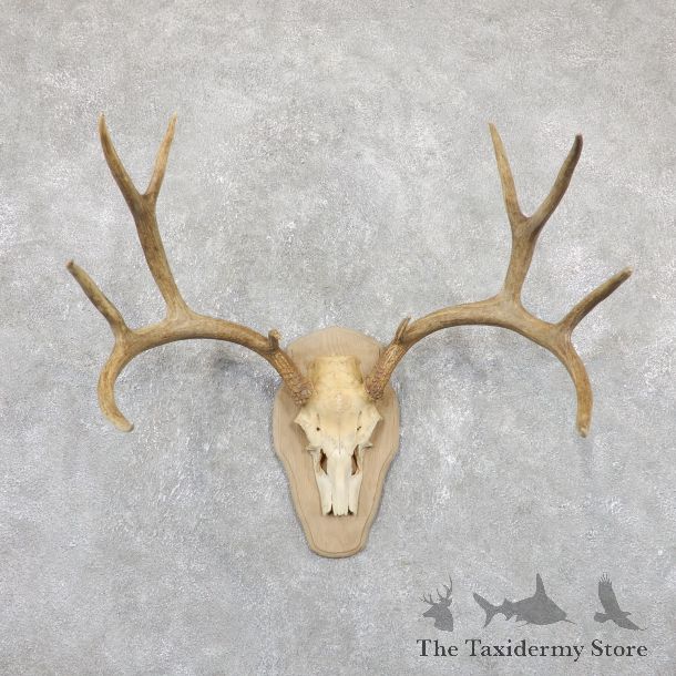 Mule Deer Taxidermy European Mount #19517 For Sale @ The Taxidermy Store