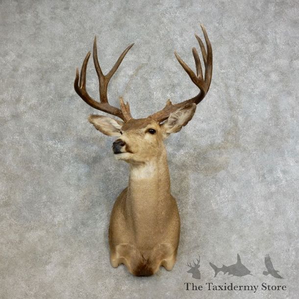Mule Deer Shoulder Mount For Sale #17263 @ The Taxidermy Store