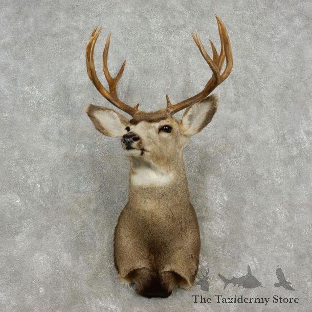 Mule Deer Shoulder Mount For Sale #17347 @ The Taxidermy Store
