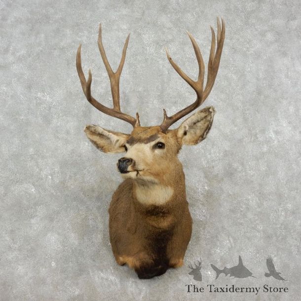 Mule Deer Shoulder Mount For Sale #17349 @ The Taxidermy Store