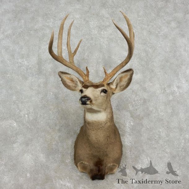 Mule Deer Shoulder Taxidermy Mount For Sale #17350 @ The Taxidermy Store
