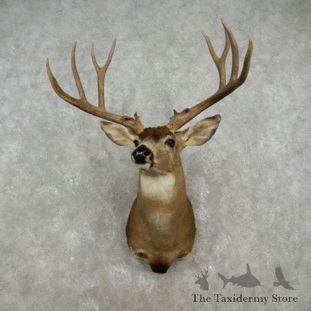 Mule Deer Shoulder Mount For Sale #17354 @ The Taxidermy Store