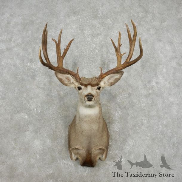 Mule Deer Taxidermy Shoulder Mount For Sale #17413 @ The Taxidermy Store
