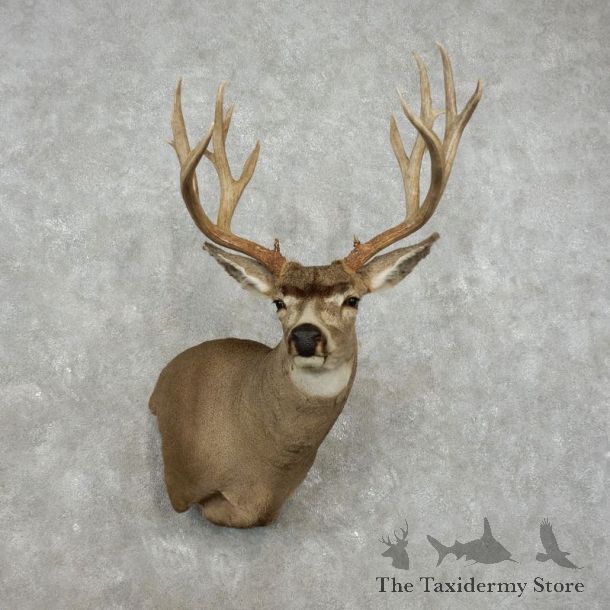 Mule Deer Shoulder Mount For Sale #17416 @ The Taxidermy Store