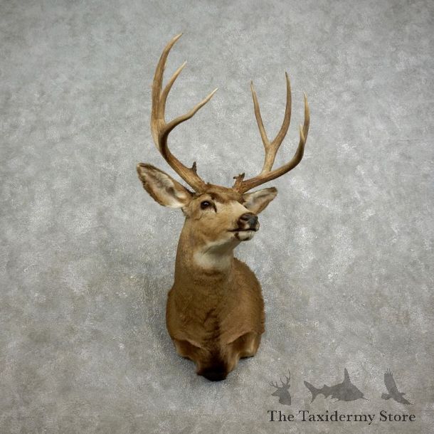 Mule Deer Shoulder Mount For Sale #17585 @ The Taxidermy Store
