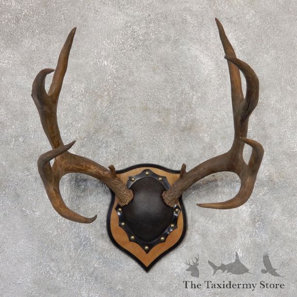 Mule Deer Taxidermy Plaque #19005 For Sale @ The Taxidermy Store