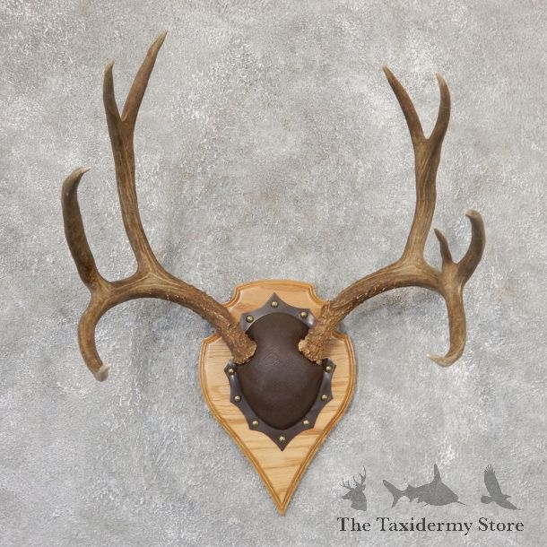 Mule Deer Taxidermy Plaque #19006 For Sale @ The Taxidermy Store
