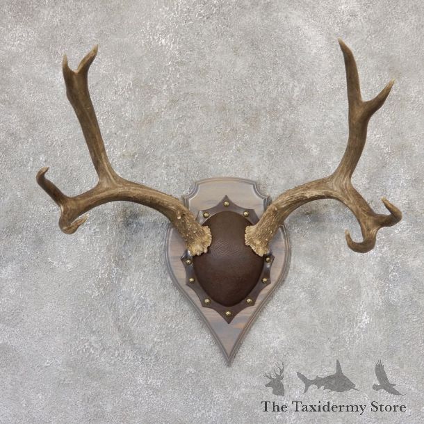 Mule Deer Taxidermy Plaque #19009 For Sale @ The Taxidermy Store