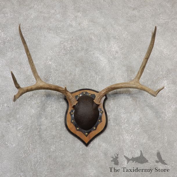 Mule Deer Taxidermy Plaque #19108 For Sale @ The Taxidermy Store