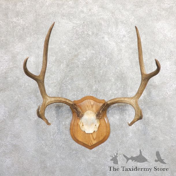 Mule Deer Taxidermy Plaque #19662 For Sale @ The Taxidermy Store