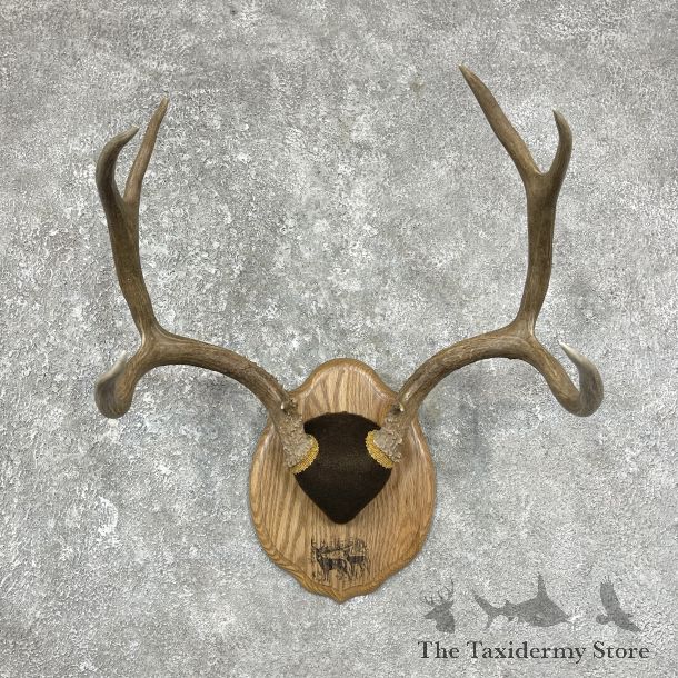 Mule Deer Taxidermy Plaque #25290 For Sale @ The Taxidermy Store