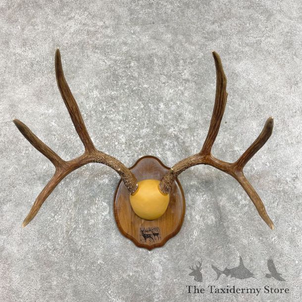 Mule Deer Taxidermy Plaque #26227 For Sale @ The Taxidermy Store