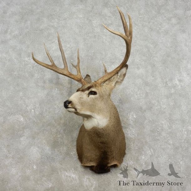 Mule Deer Shoulder Mount For Sale #17325 @ The Taxidermy Store