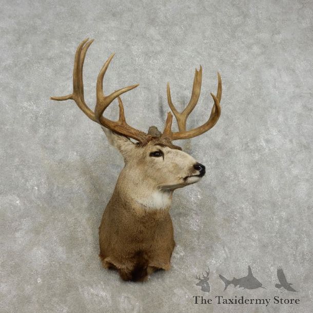 Mule Deer Shoulder Mount For Sale #17326 @ The Taxidermy Store