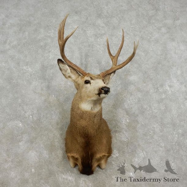 Mule Deer Shoulder Mount For Sale #17327 @ The Taxidermy Store