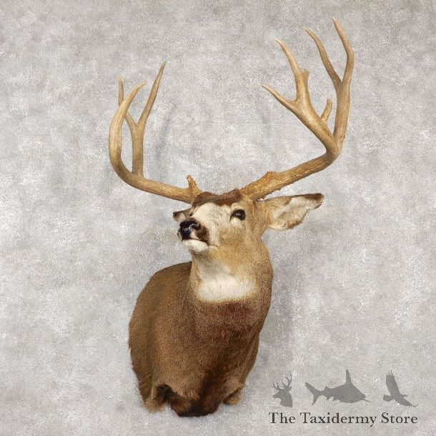 Mule Deer Taxidermy Shoulder Mount For Sale #18773 @ The Taxidermy Store