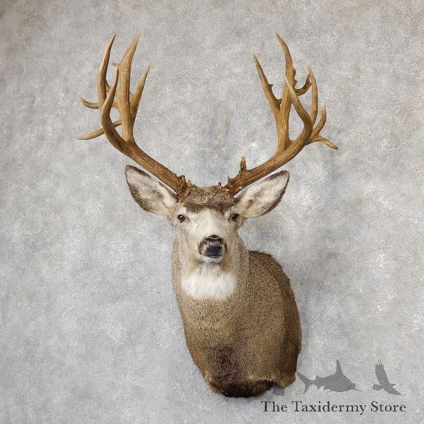 Mule Deer Taxidermy Shoulder Mount For Sale #19297 @ The Taxidermy Store