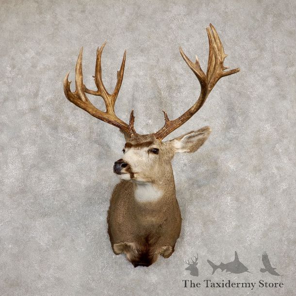 Mule Deer Taxidermy Shoulder Mount For Sale #19933 @ The Taxidermy Store