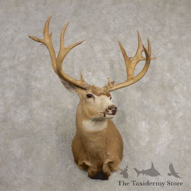 Mule Deer Taxidermy Shoulder Mount For Sale #20467 @ The Taxidermy Store