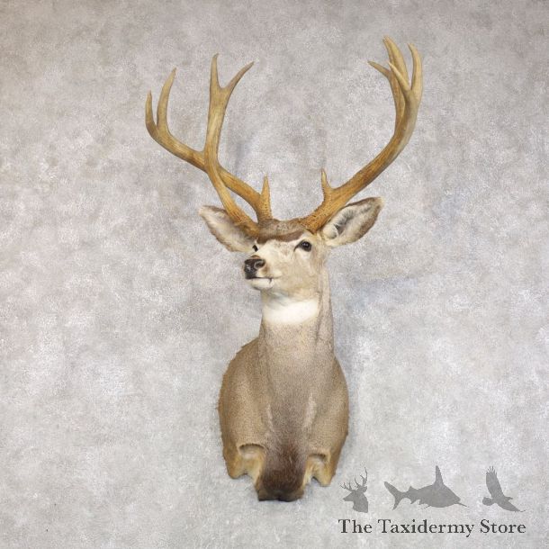 Mule Deer Taxidermy Shoulder Mount For Sale #22271 @ The Taxidermy Store