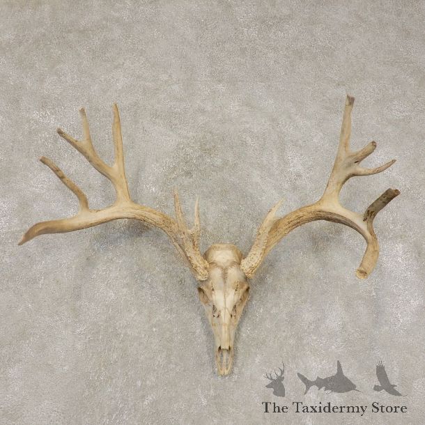 Mule Deer Taxidermy Skull Antler Mount #21445 For Sale @ The Taxidermy Store