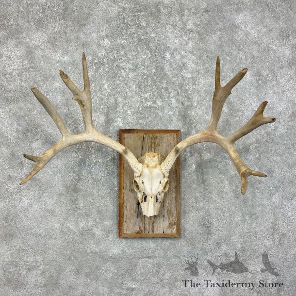 Mule Deer Taxidermy Skull Antler Mount #25337 For Sale @ The Taxidermy Store