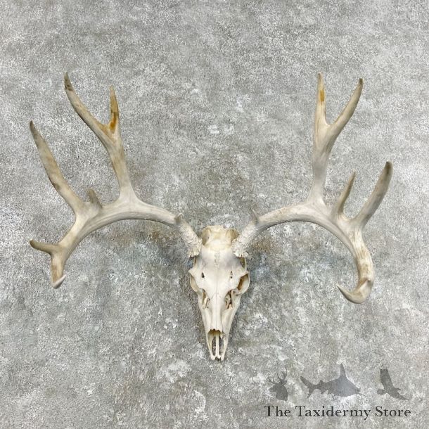 Mule Deer Taxidermy Skull Antler Mount For Sale #26851 @ The Taxidermy Store