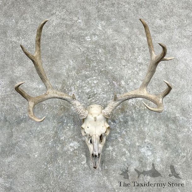 Mule Deer Taxidermy Skull Antler Mount For Sale #26892 @ The Taxidermy Store