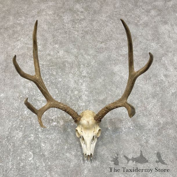 Mule Deer Taxidermy Skull Mount #25250 For Sale @ The Taxidermy Store