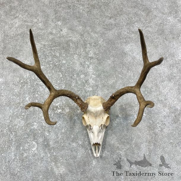 Mule Deer Taxidermy Skull Mount #25251 For Sale @ The Taxidermy Store