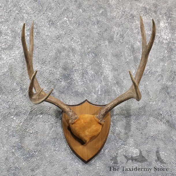 Mule Deer Antler Mount #11587 - For Sale @ The Taxidermy Store