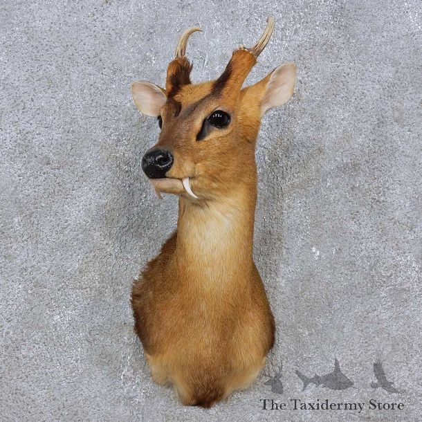Reeves Muntjac Shoulder Mount For Sale #15259 @ The Taxidermy Store