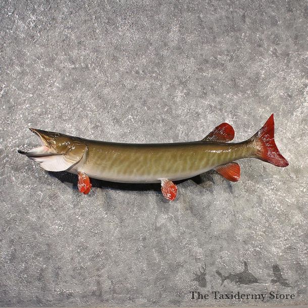 Musky Fish Mount #11529 - For Sale - The Taxidermy Store