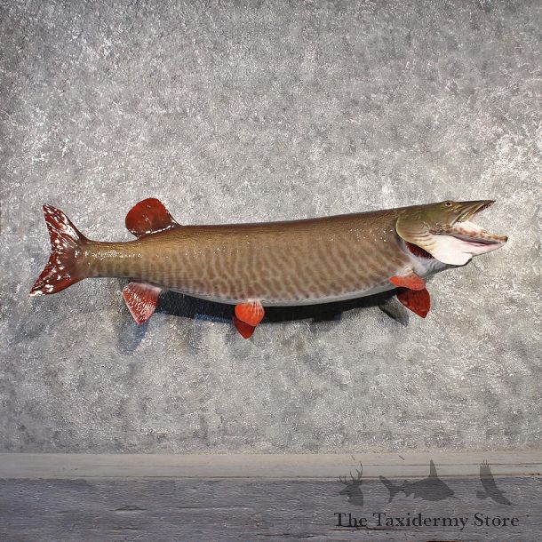 Musky Fish Mount #11530 - For Sale - The Taxidermy Store
