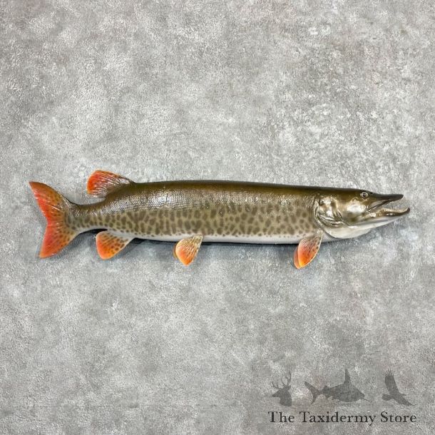 Muskellunge Fish Mount For Sale #27449 @ The Taxidermy Store