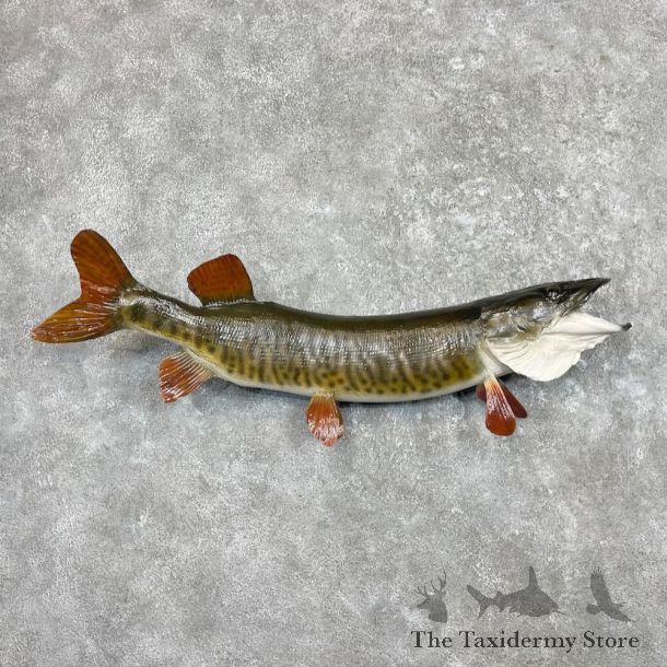 Muskellunge Fish Mount For Sale #27450 @ The Taxidermy Store