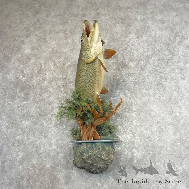 Muskellunge Fish Mount For Sale #27614 @ The Taxidermy Store