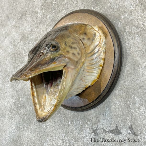 Musky Fish Mount For Sale #26845 @ The Taxidermy Store