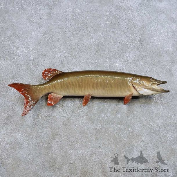 Muskie Fish Mount For Sale #14385 @ The Taxidermy Store