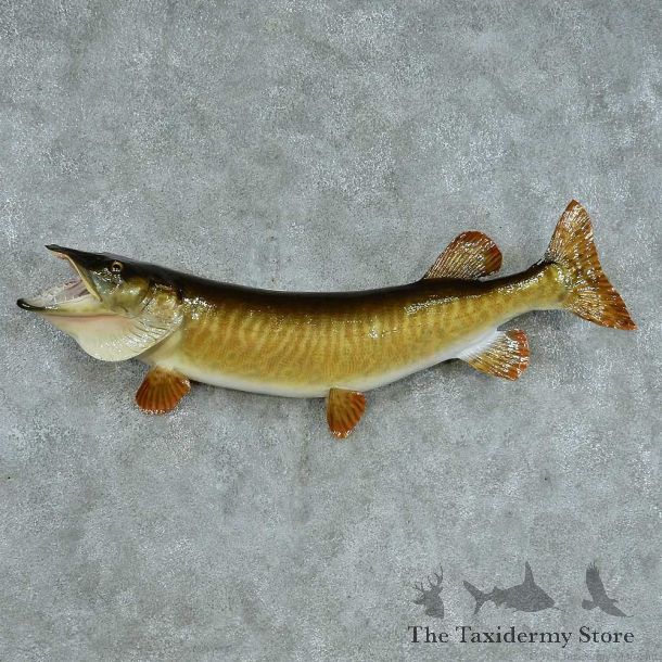 Muskellunge Taxidermy Fish Mount #13387 For Sale @ The Taxidermy Store