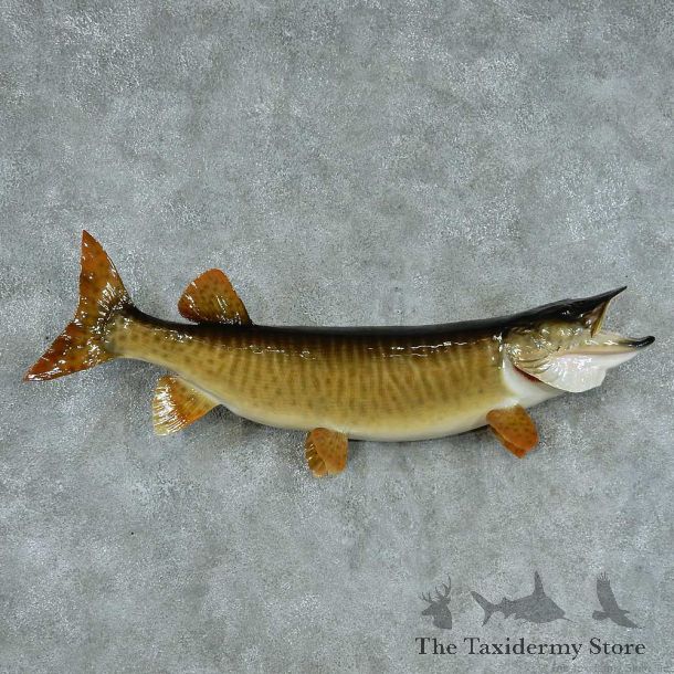 Muskellunge Taxidermy Fish Mount #13388 For Sale @ The Taxidermy Store