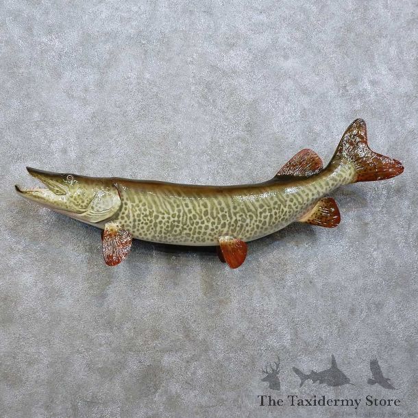 Muskie Reproduction Fish Mount For Sale #15849 @ The Taxidermy Store