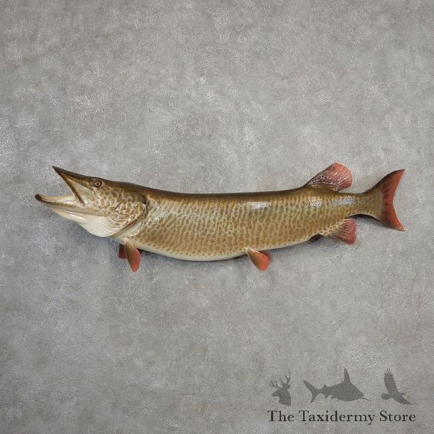 Muskie Reproduction Fish Mount For Sale #21108 @ The Taxidermy Store
