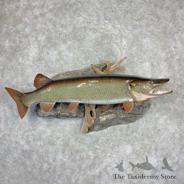 Muskie Reproduction Fish Mount For Sale #21606 @ The Taxidermy Store