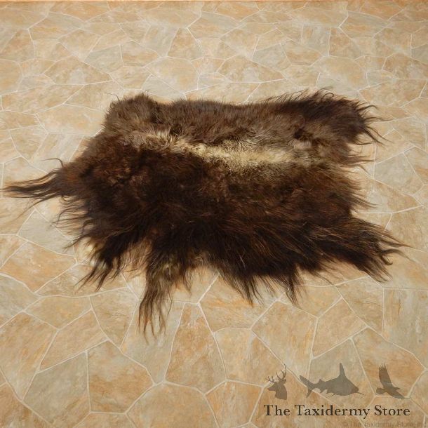 Muskox Hide For Sale #14732 @ The Taxidermy Store