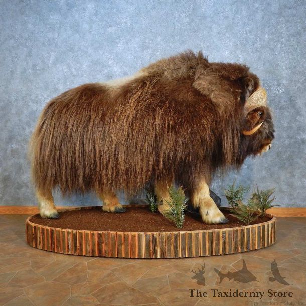 Greenland Muskox Life-Size Mount For Sale #15555 @ The Taxidermy Store